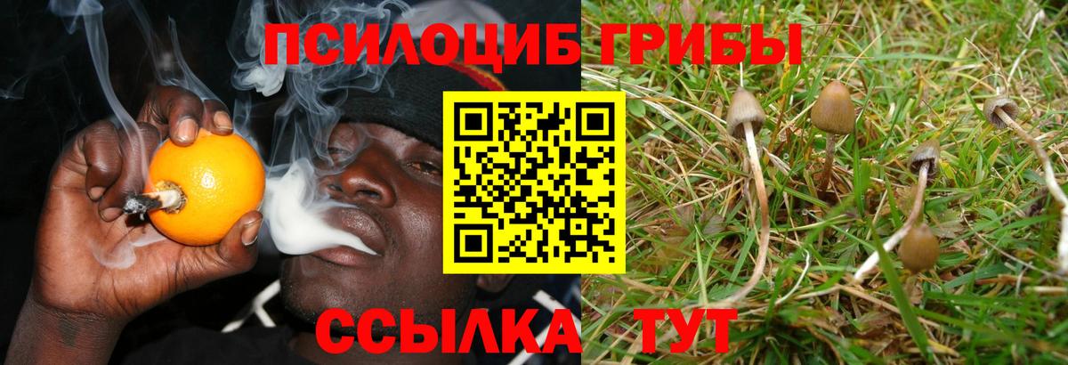 Псилоцибиновые грибы Cubensis Крымск
